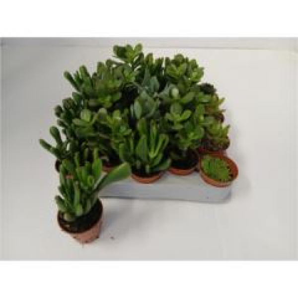 Mini Crassula gemischt