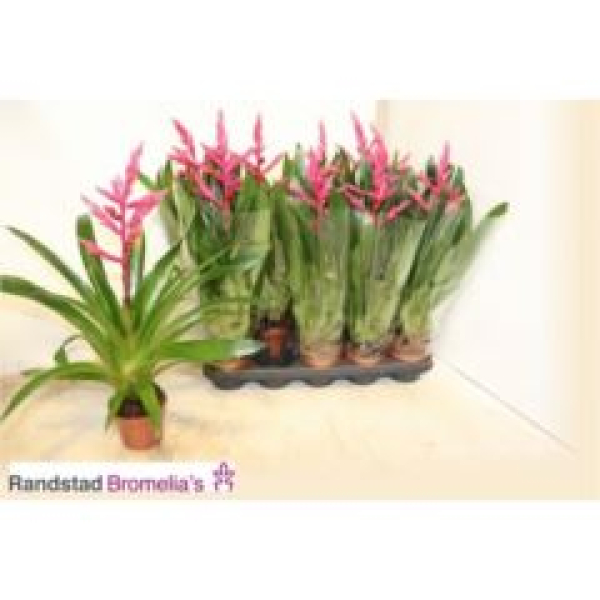 Guzmania 'Claire' pink