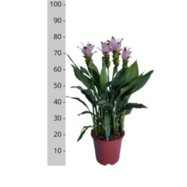 Curcuma alism. 'Siam Swing'