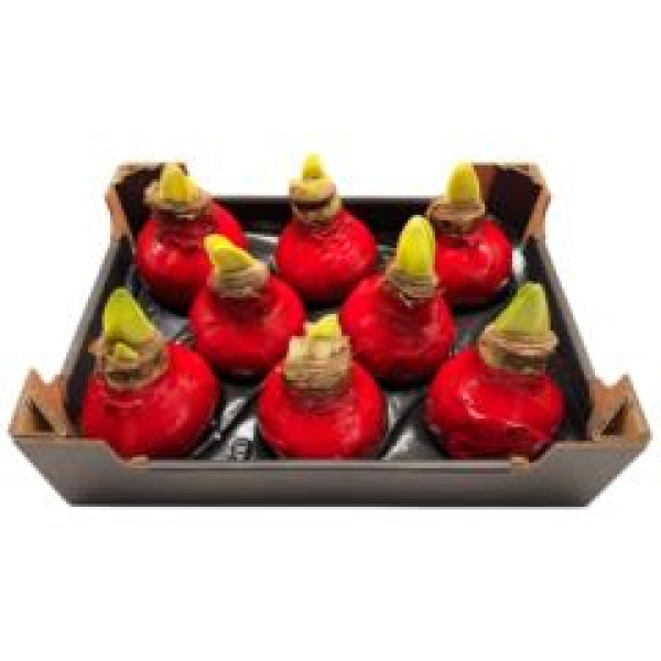 Wachsamaryllis rot