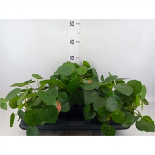 Pilea peperomioides