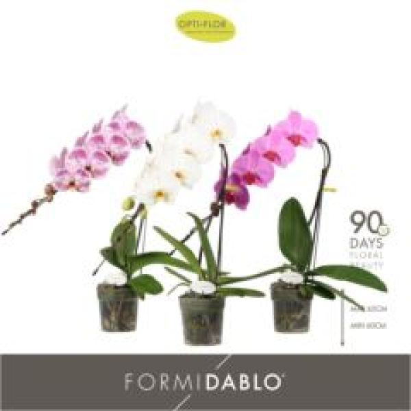 Phalaenopsis "Formidablo" Mix