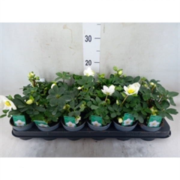 Helleborus niger midi