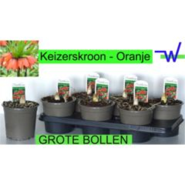 Fritillaria imper. 'Aurora'