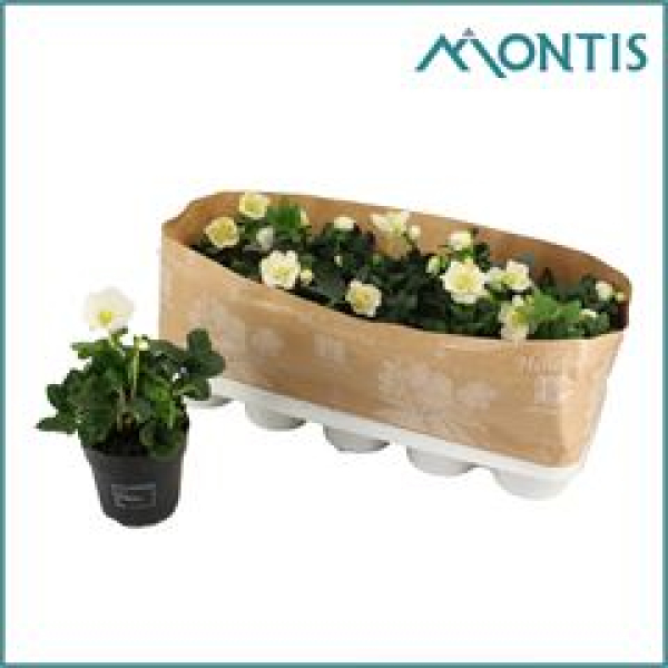 Helleborus niger 'Christmas Carol'