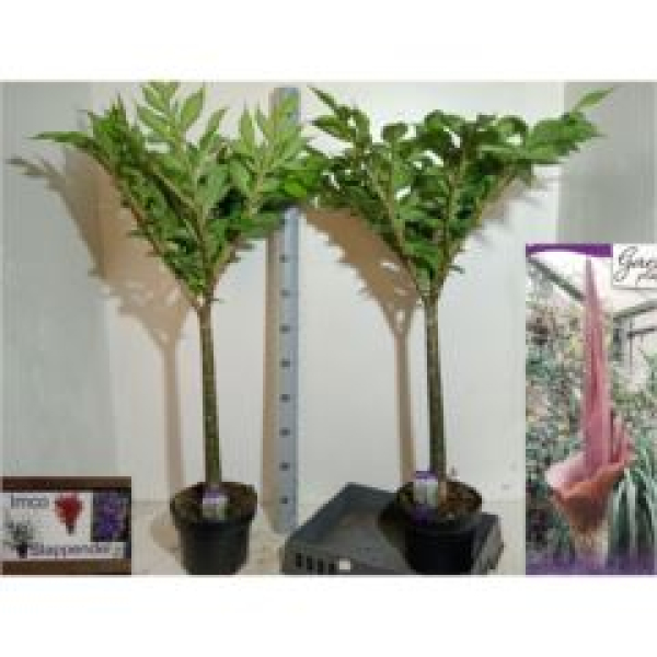 Amorphophallus konjac