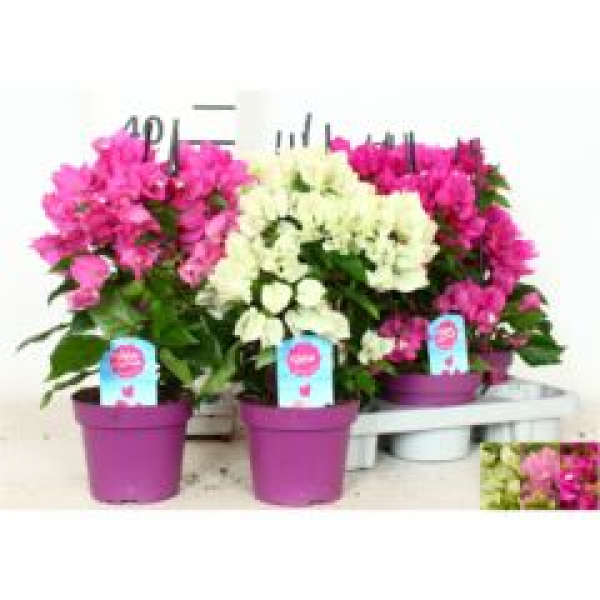 Bougainvillea Mix