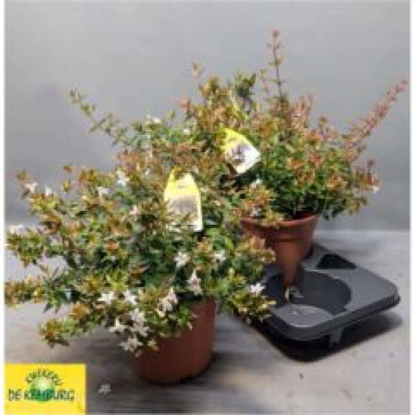 Abelia grandiflora