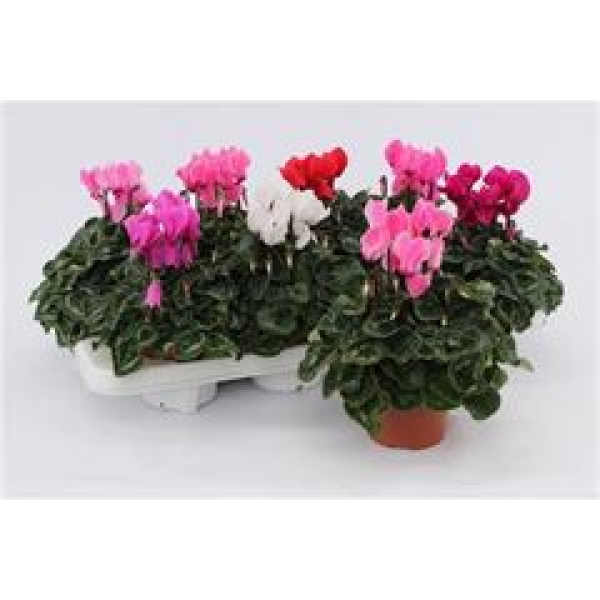 Cyclamen midi Mix