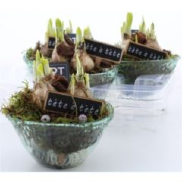 Narcissus in Glasschale grün