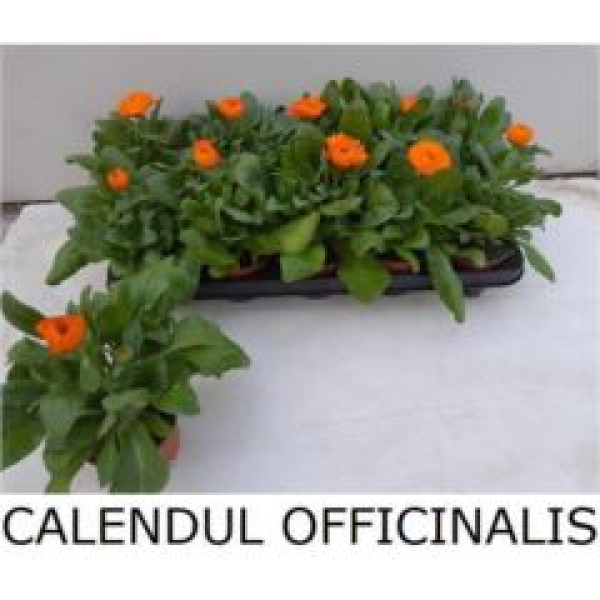 Calendula offic.