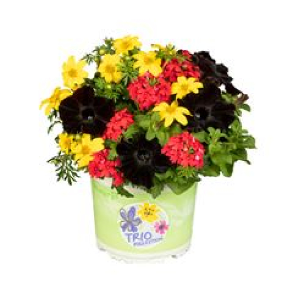 Triolino 'Black-Red-Gold'