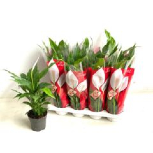 Spathiphyllum 'Sweet Chico'