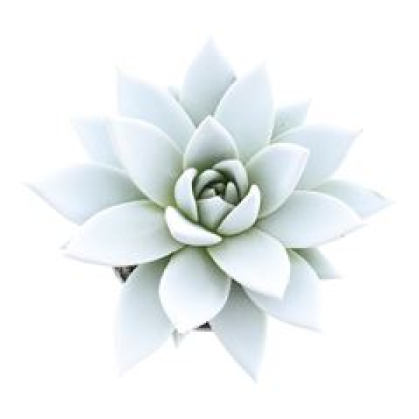 Echeveria gefärbt weiß