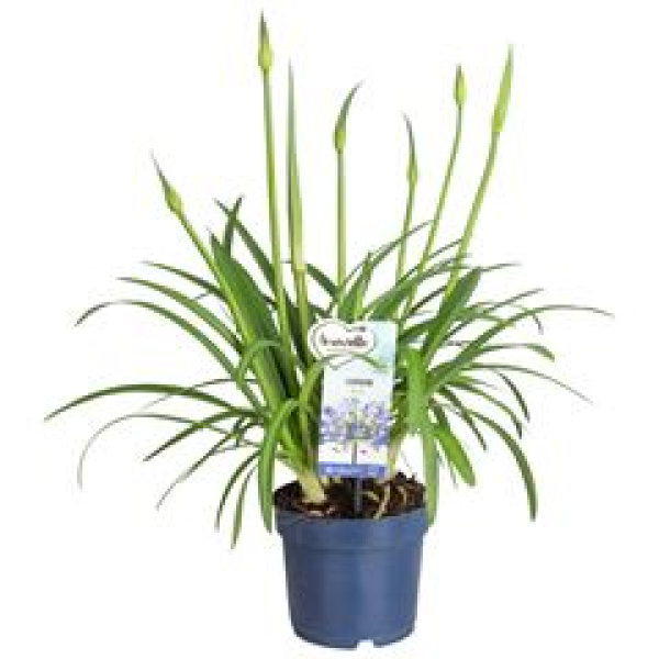 Agapanthus blau