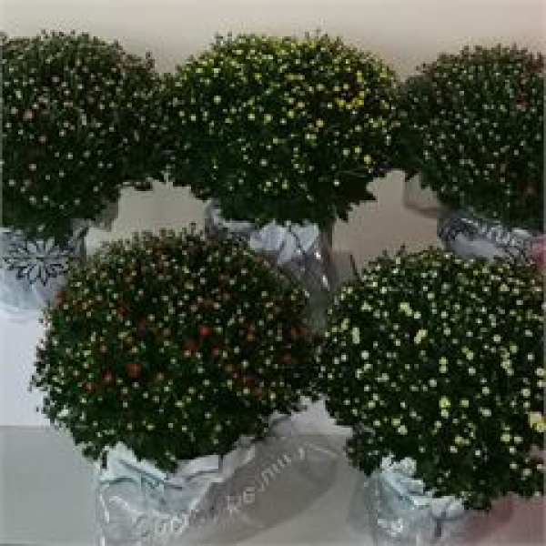 Chrysanthemum Busch