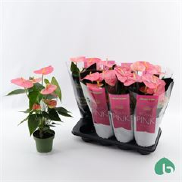 Anthurium andr. rosa