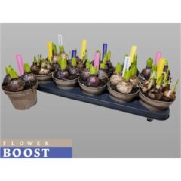 Zwiebelblumen Mix Palette