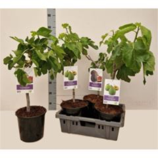 Ficus carica
