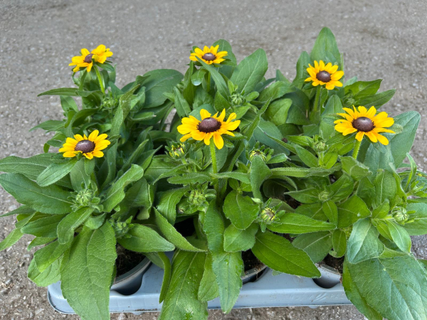 Rudbeckia Toto