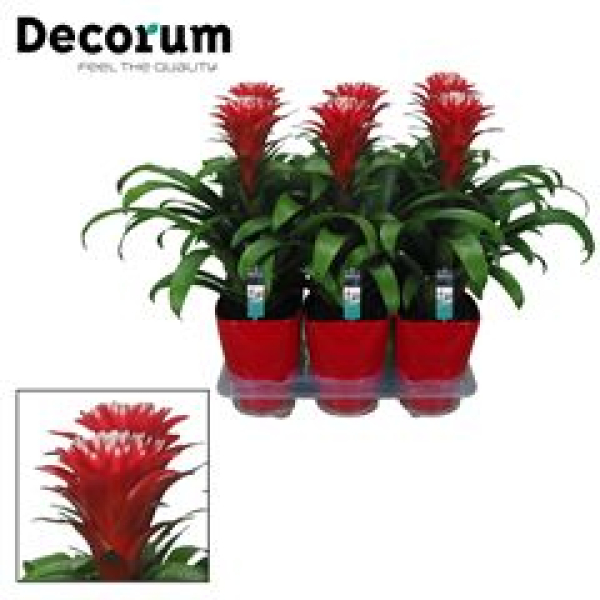 Guzmania  'Hope' mit Übertopf