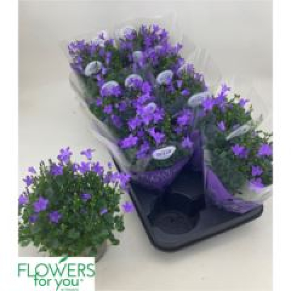 Campanula porten. 'Ocean'