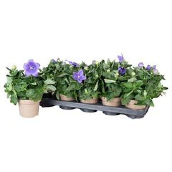 Platycodon grand. Blau