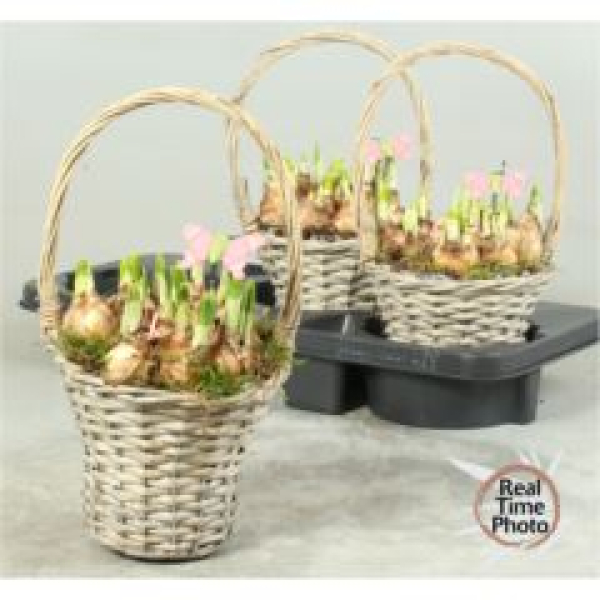 Narcissus im Henkelkorb