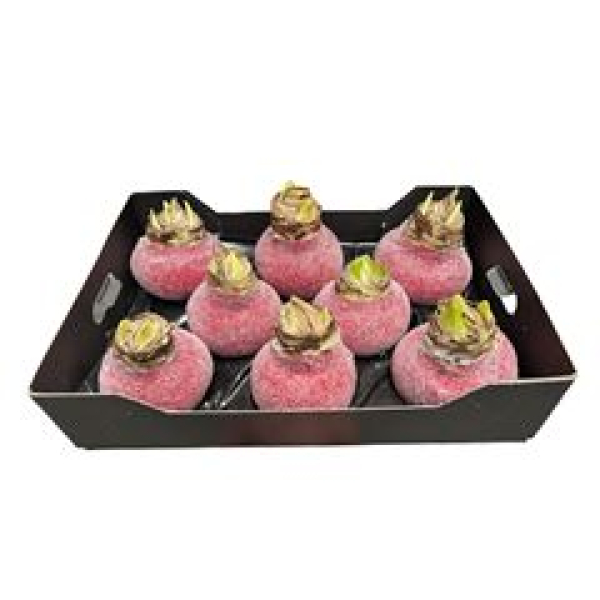 Wachsamaryllis  Glitter rot