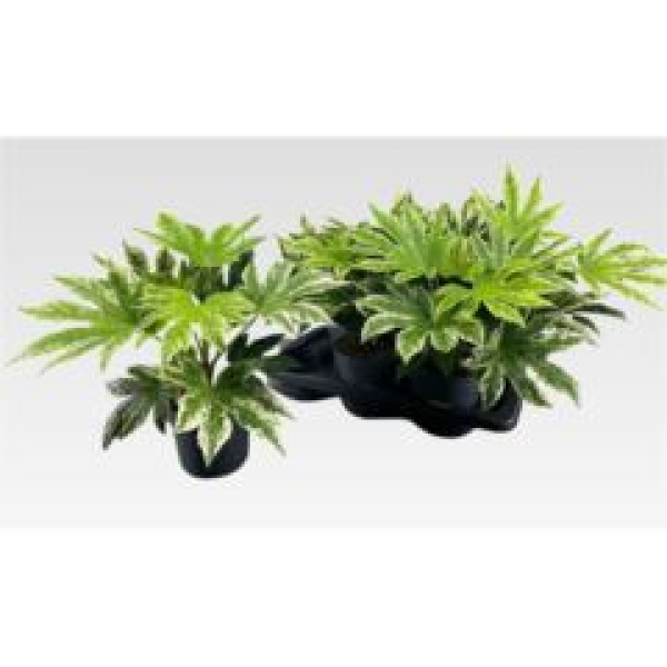 Fatsia japonica 'Variegata'