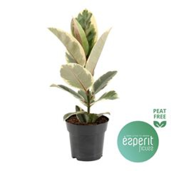Ficus elastica 'Tineke'