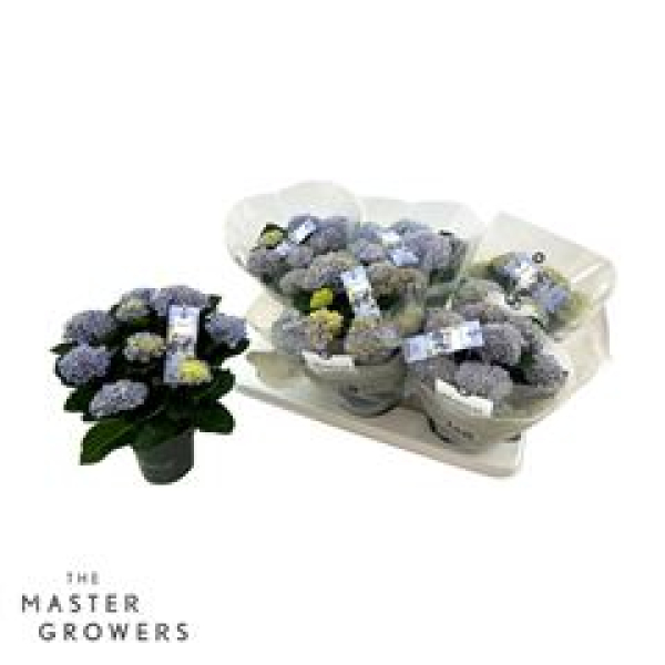 Hydrangea 'Magical Revolution' blau
