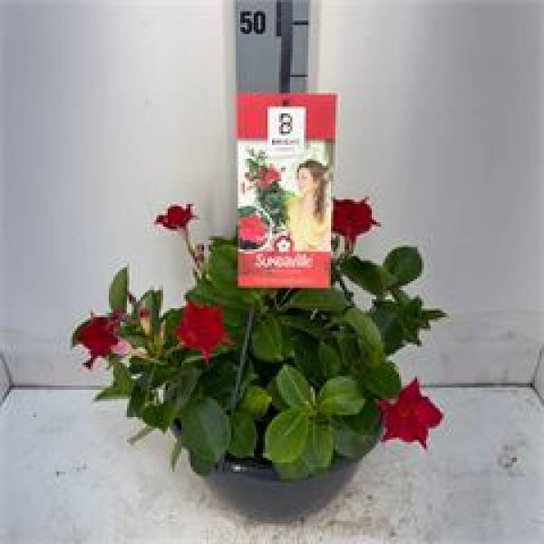 Mandevilla Ampel rot