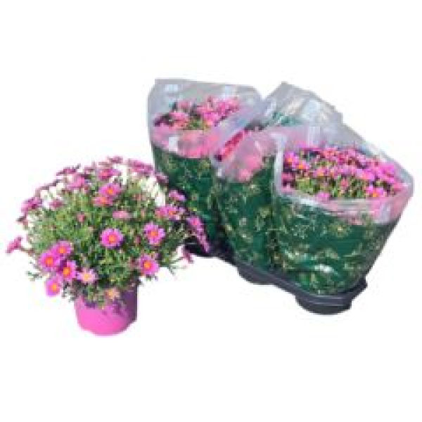 Argyranthemum frut. Busch rosa