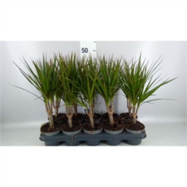 Dracaena marg.
