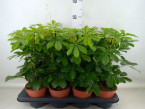 Schefflera arbor. 'Nora'