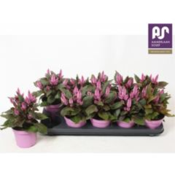 Celosia spic. 'Merida Pink'
