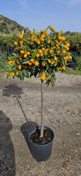 Citrus Kumquat Stamm