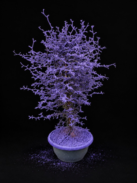 Corokia gefärbt Lila + Glitter Schale
