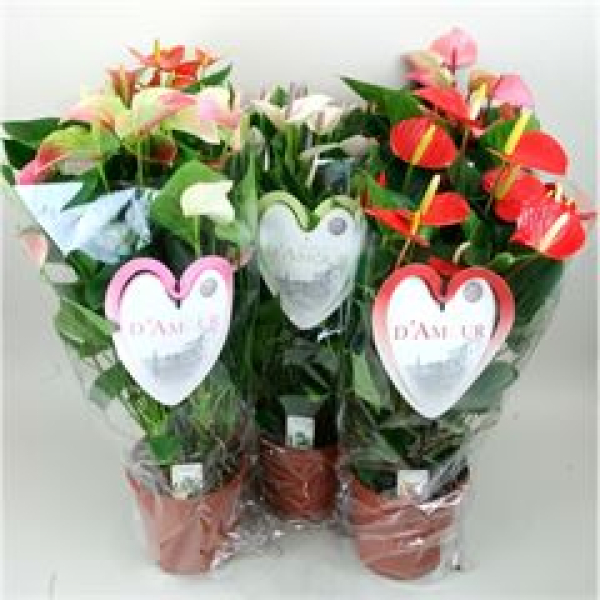 Anthurium andr. Busch