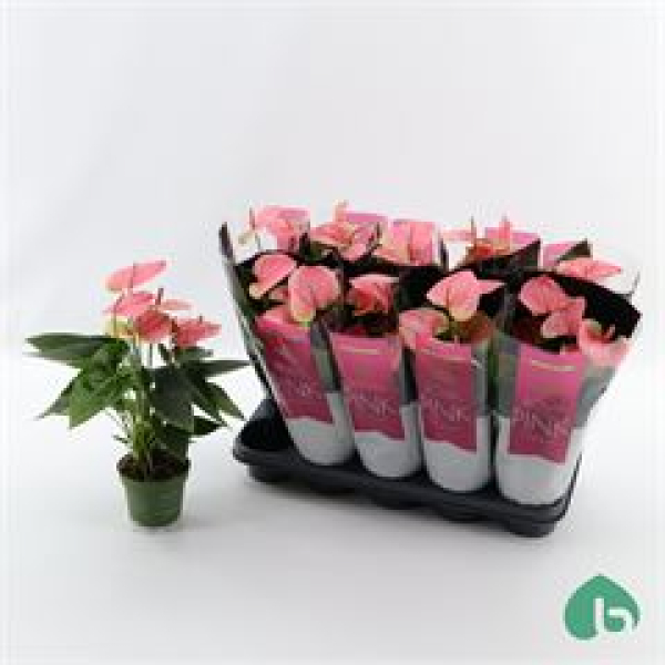 Anthurium andr.  'Sweet Dream' rosa