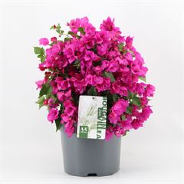 Bougainvillea 'Sanderiana' Busch