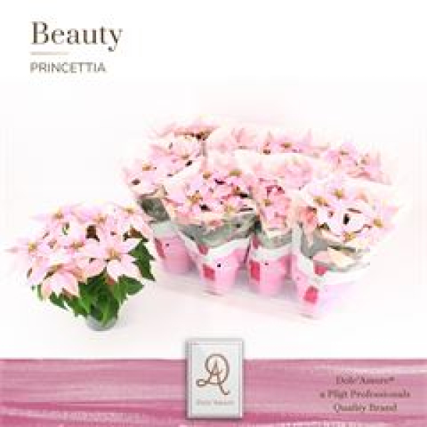 Poinsettia "Princettia" rosa