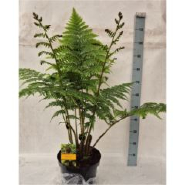 Cyathea cooperi
