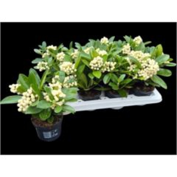 Skimmia jap. 'OBerries White'