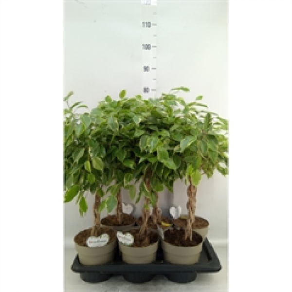 Ficus benja. 'Golden King' geflochtener Stamm