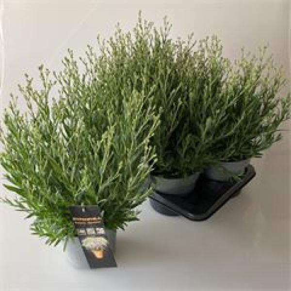 Gypsophila panic. 'Summer Sparkles'