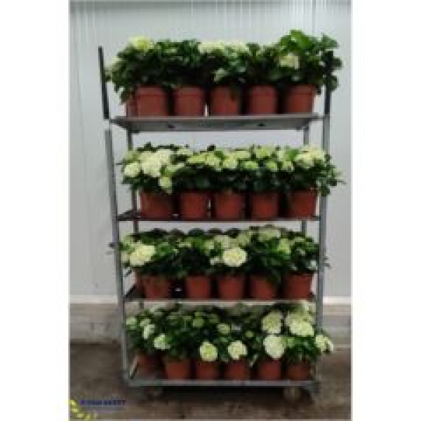 Hydrangea mac. 'White Sun'