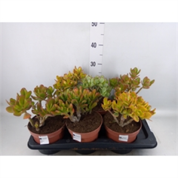 Crassula gemischt
