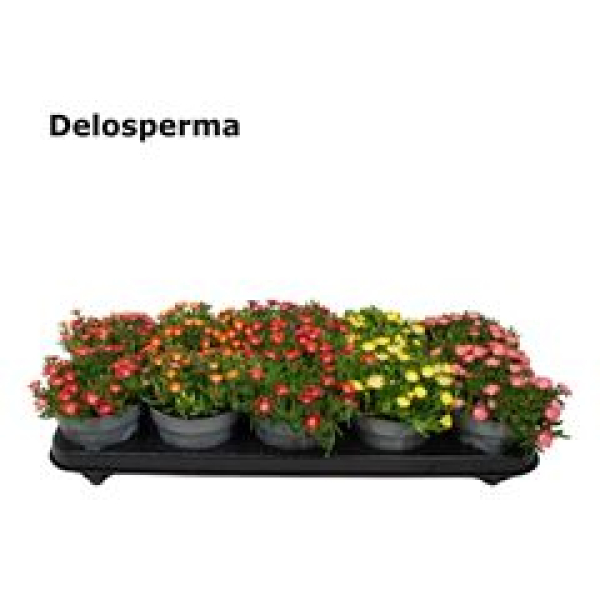 Delosperma coop. 'JewDesert' mix